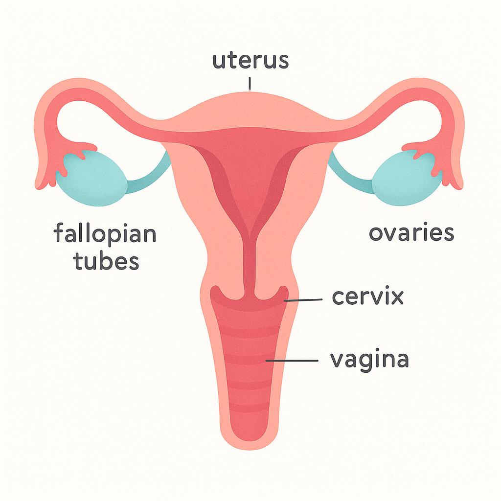 A simplified, colorful anatomical illustration of the internal female reproductive system, specifically highlighting the tubular structure of the vagina leading to the cervix and uterus.