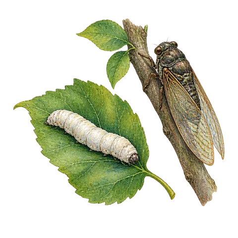 A silkworm on a leaf beside a cicada on a branch