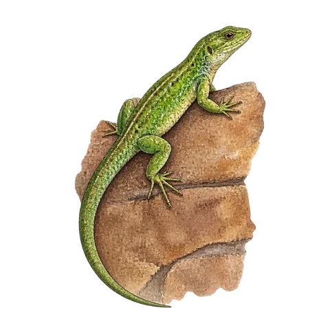 A green lizard on a brown wall