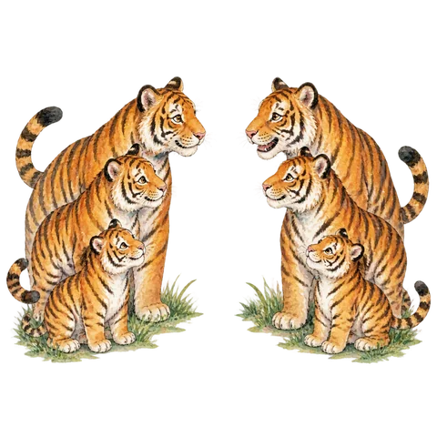 Two groups of three friendly tigers facing each other