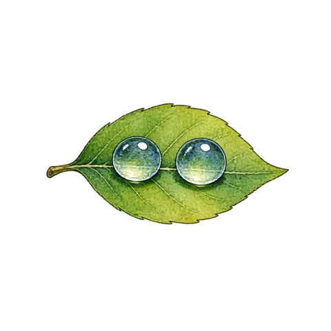 Two identical clear water droplets side by side on a small green leaf