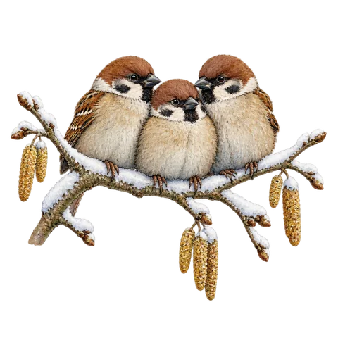 Three fluffy sparrows huddled together on a snowy hazel branch
