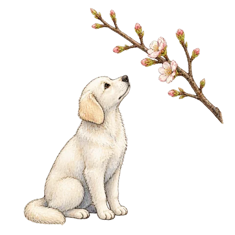 A white dog looking at a bare branch beginning to blossom
