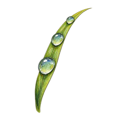Three dewdrops on a blade of grass