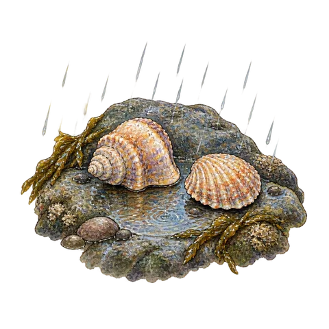 Two small seashells on a rainy rocky shore