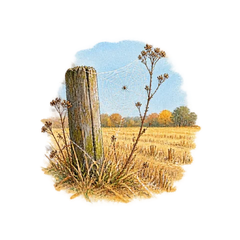 A harvested field with a fine shining spider thread under a clear autumn sky