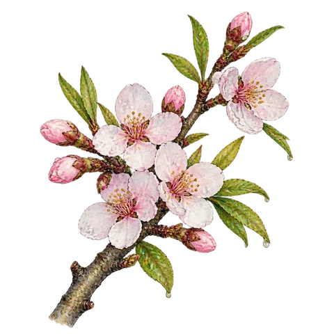 An almond tree flowering after a light April shower